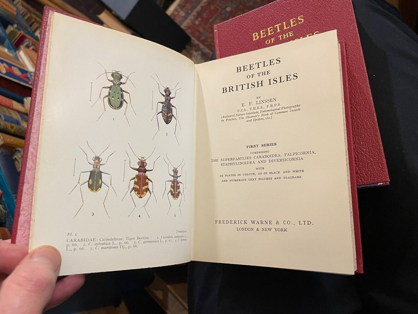 Beetles of the British Isles (Series 1 & 2) E F Linssen : Illustrated