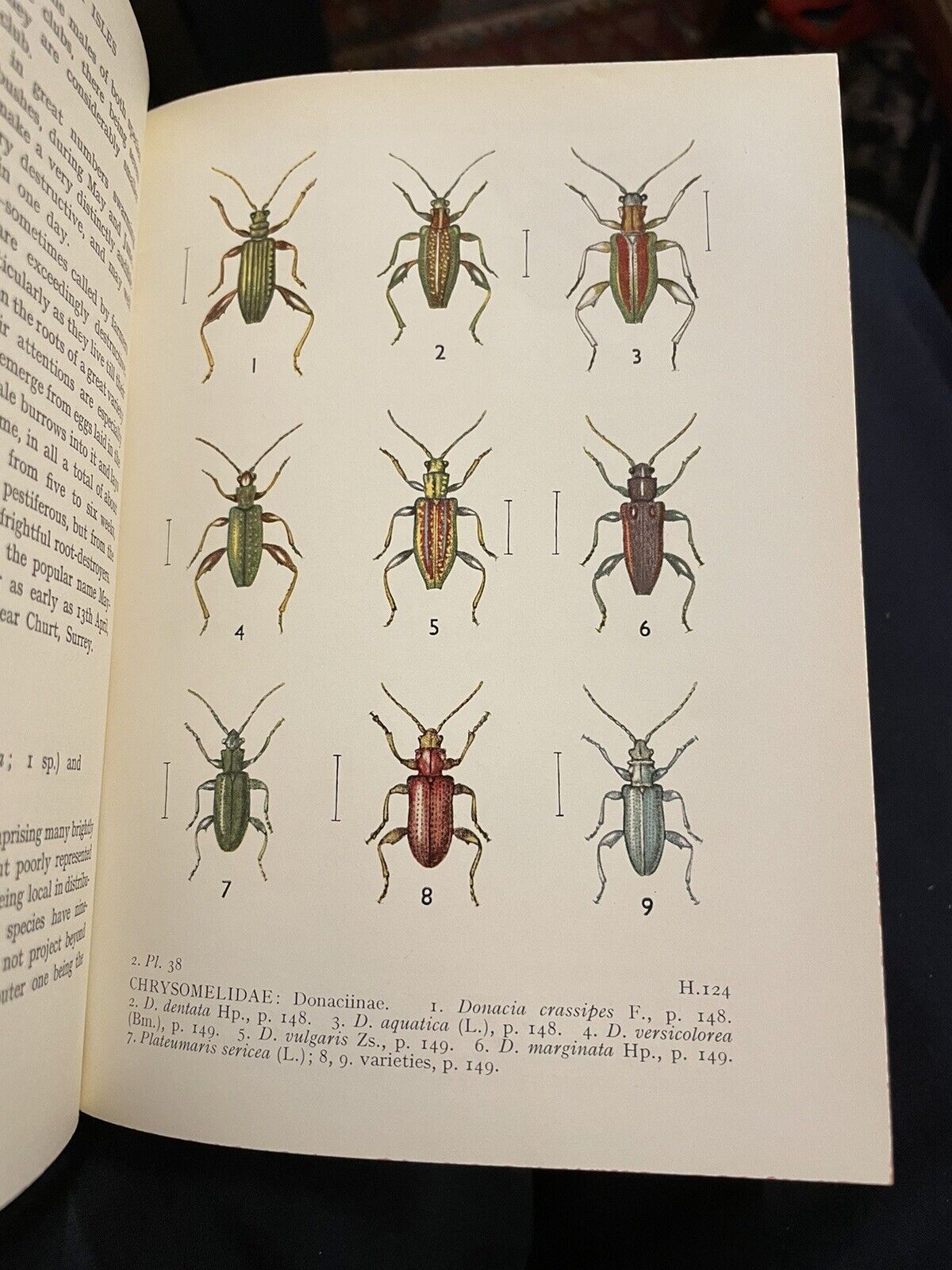 Beetles of the British Isles (Series 1 & 2) E F Linssen : Illustrated