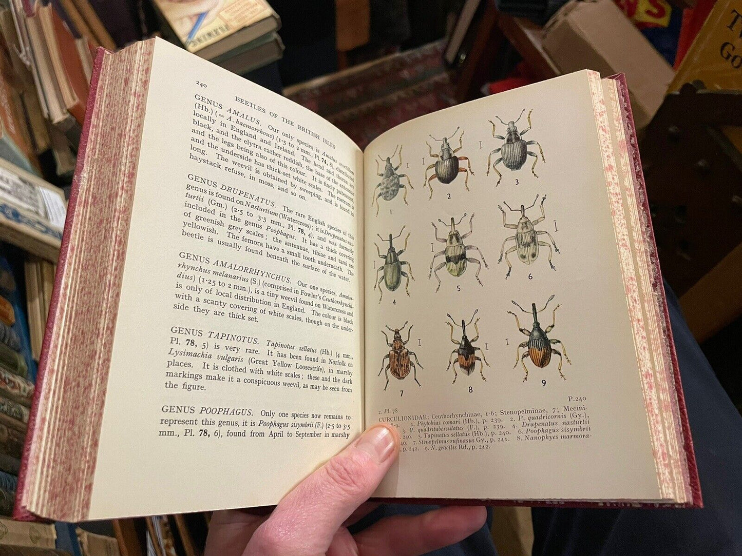 Beetles of the British Isles (Series 1 & 2) E F Linssen : Illustrated