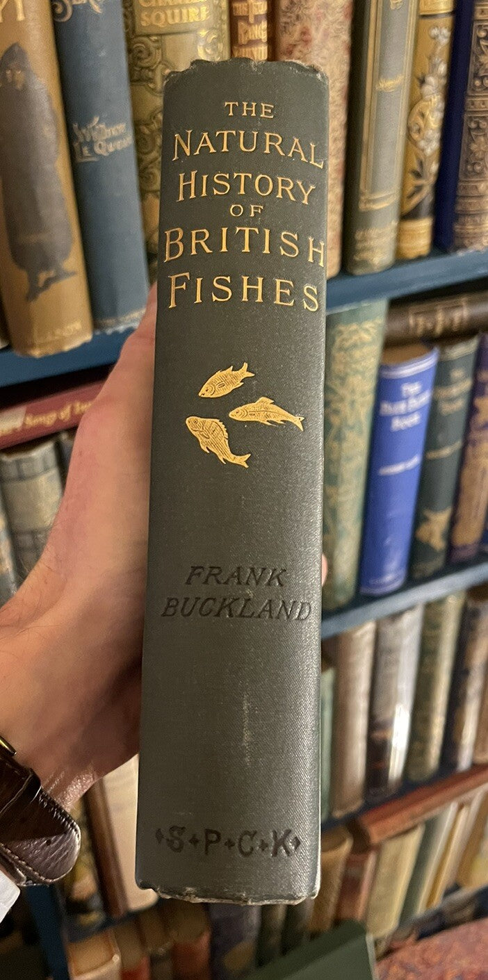 1891 The Natural History of British Fishes : Frank Buckland : Fish Illustrated