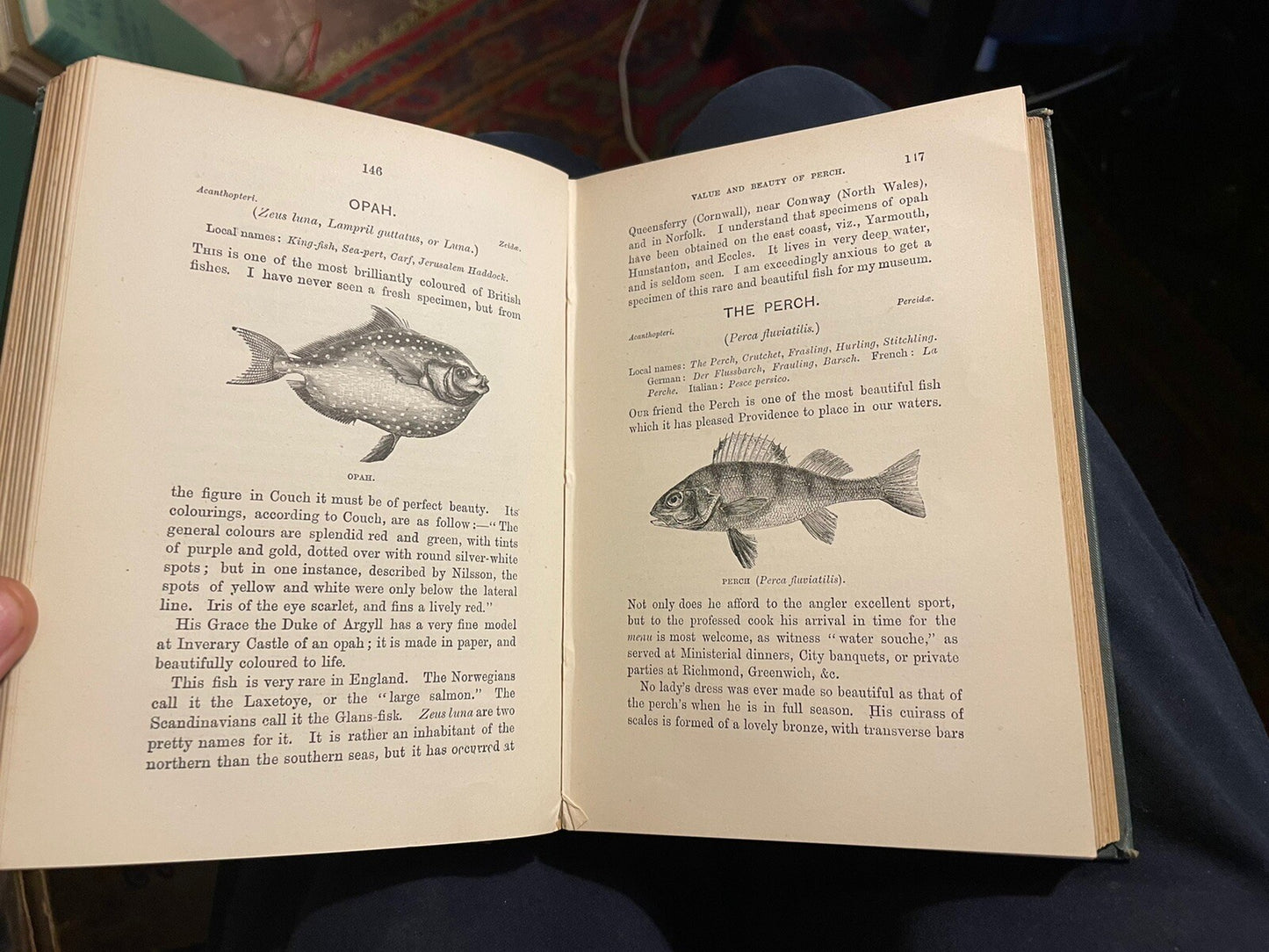 1891 The Natural History of British Fishes : Frank Buckland : Fish Illustrated