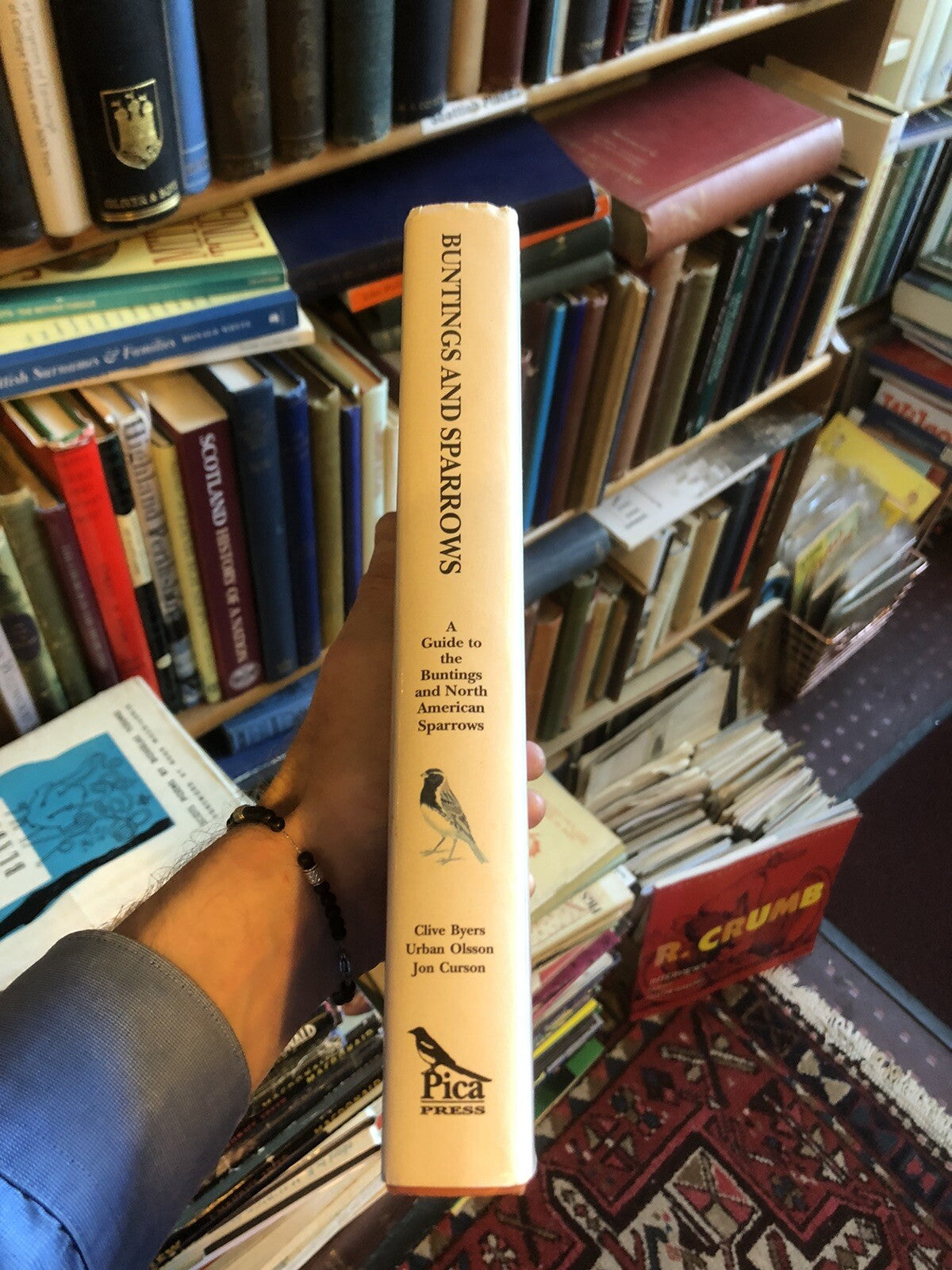 Buntings and North American Sparrows : Clive Byers etc : Ornithology Birds
