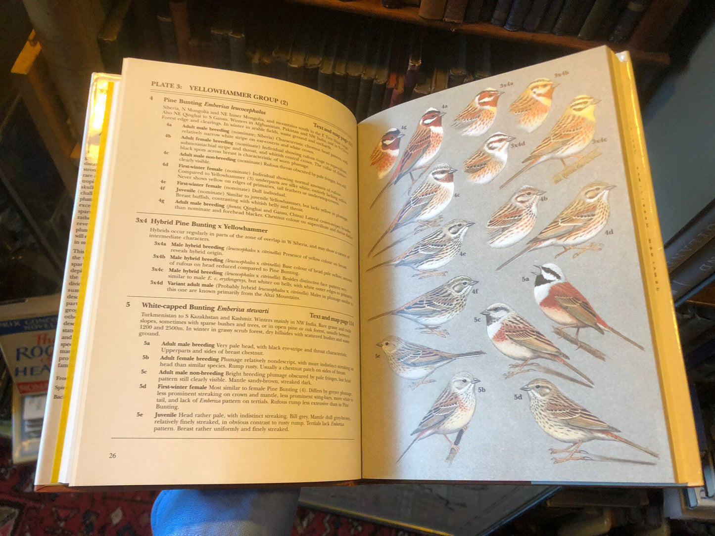 Buntings and North American Sparrows : Clive Byers etc : Ornithology Birds