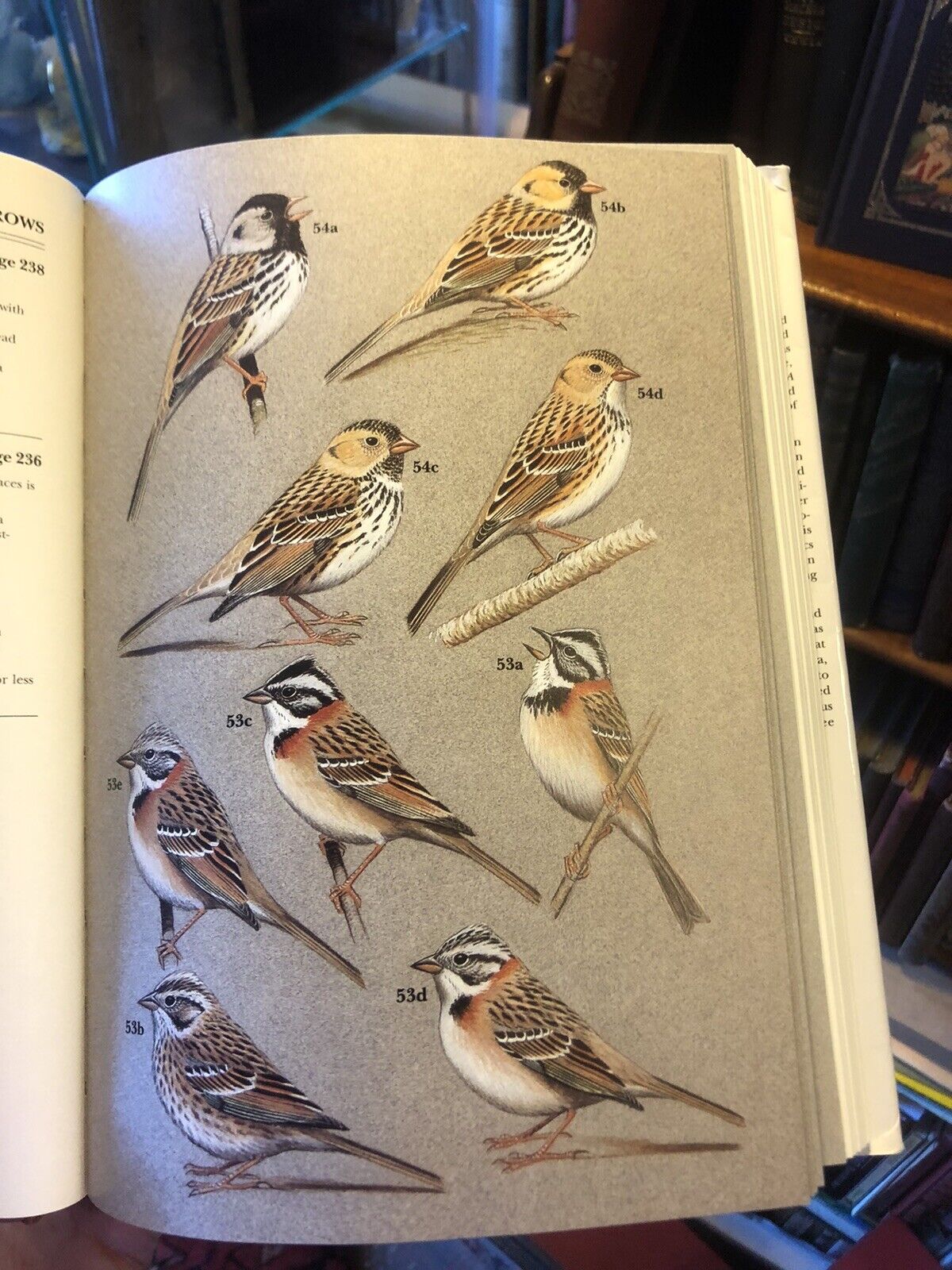 Buntings and North American Sparrows : Clive Byers etc : Ornithology Birds