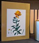 Pure Curiosity - Botanical Letters, JJ Rosseau: Hardback: 1st Edition: Botany