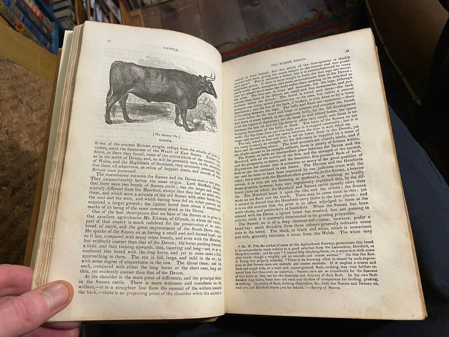 1834 Cattle, Their Breeds, Management and Diseases : W. Youatt : Illustrated