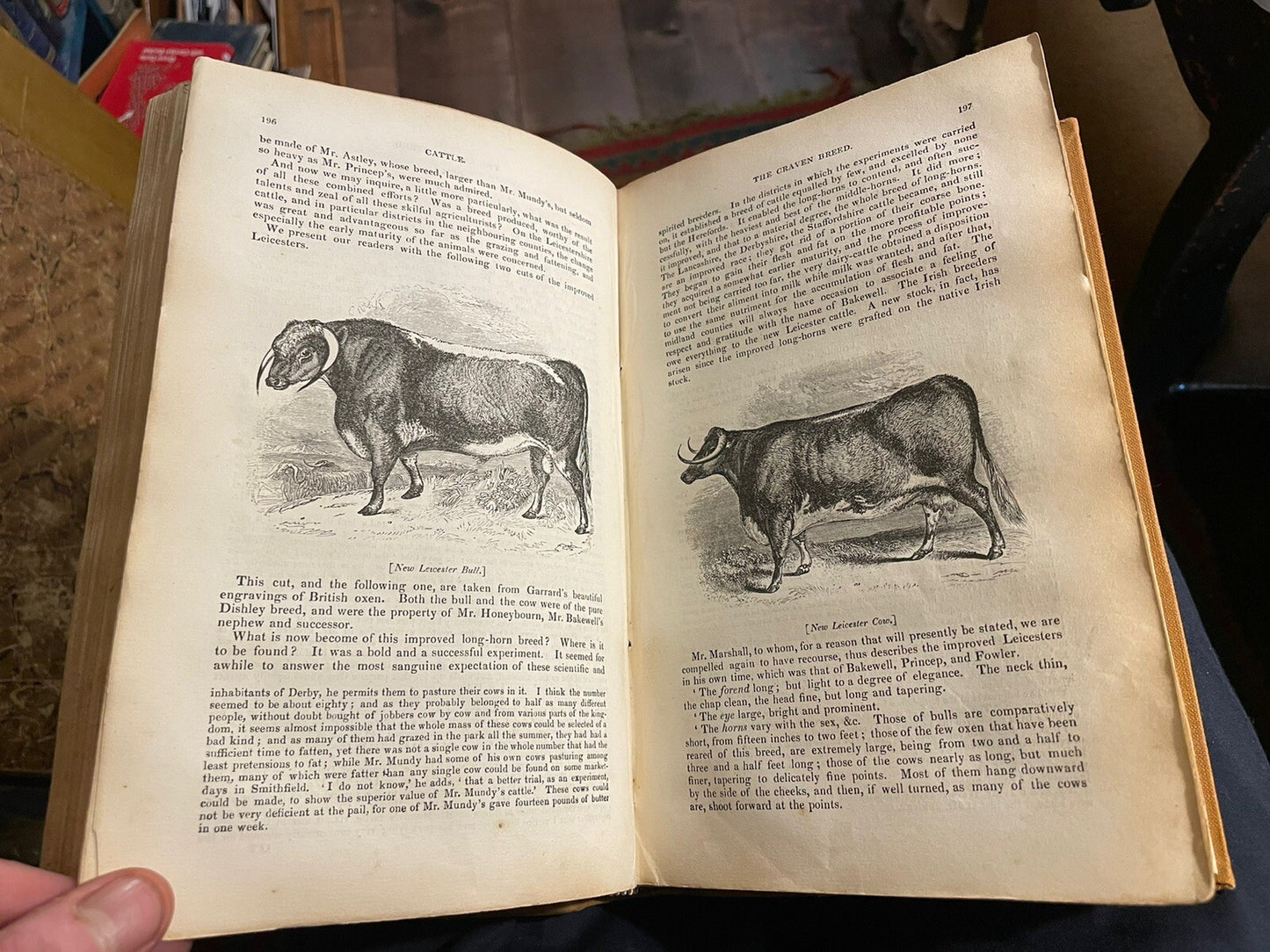 1834 Cattle, Their Breeds, Management and Diseases : W. Youatt : Illustrated