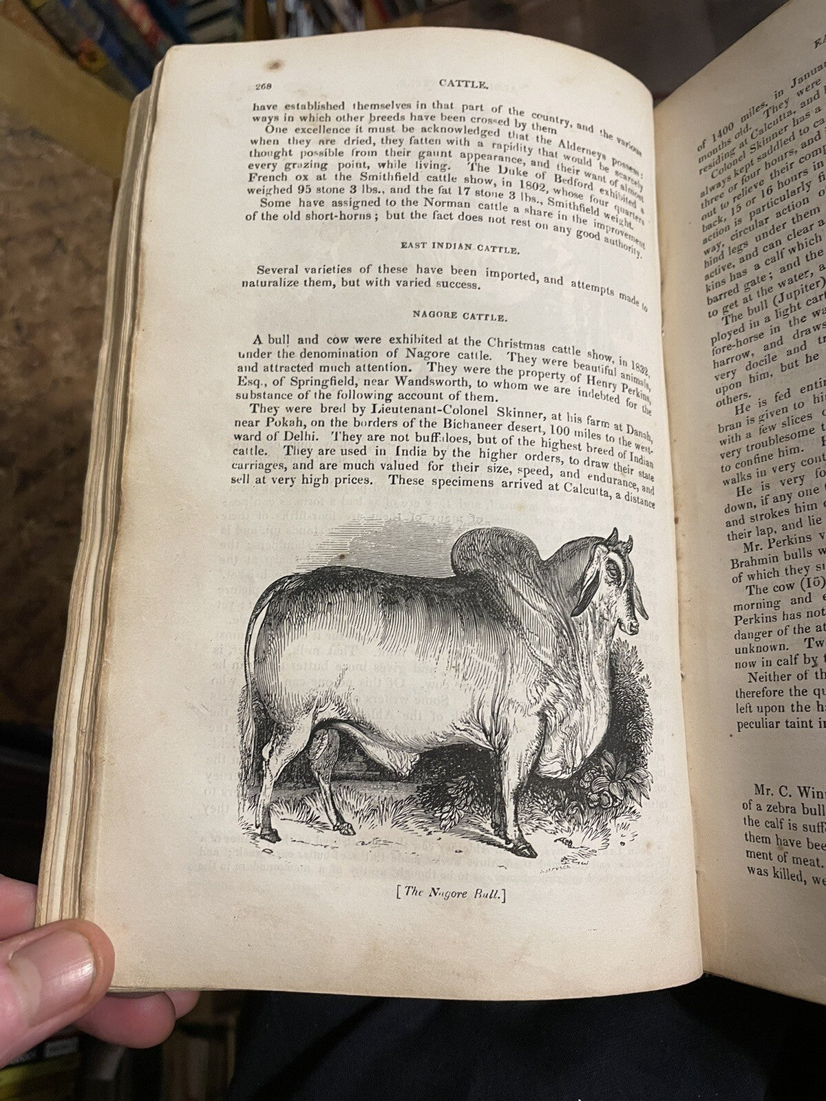 1834 Cattle, Their Breeds, Management and Diseases : W. Youatt : Illustrated