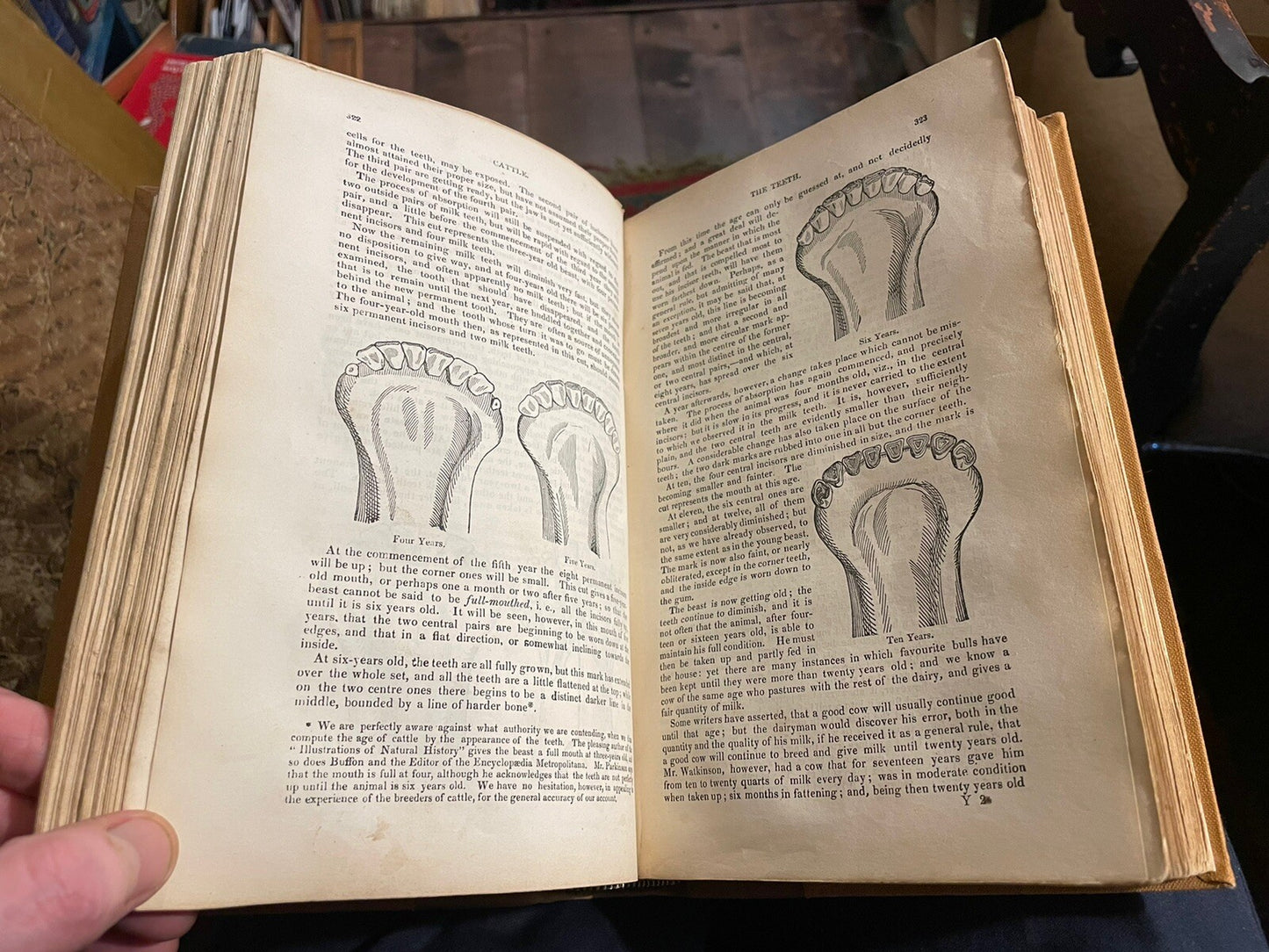1834 Cattle, Their Breeds, Management and Diseases : W. Youatt : Illustrated