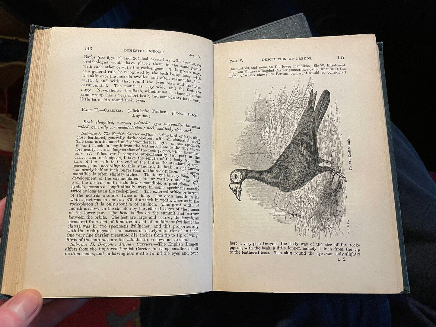 1893 Charles Darwin (2 Vols) Variation of Animals and Plants under Domestication