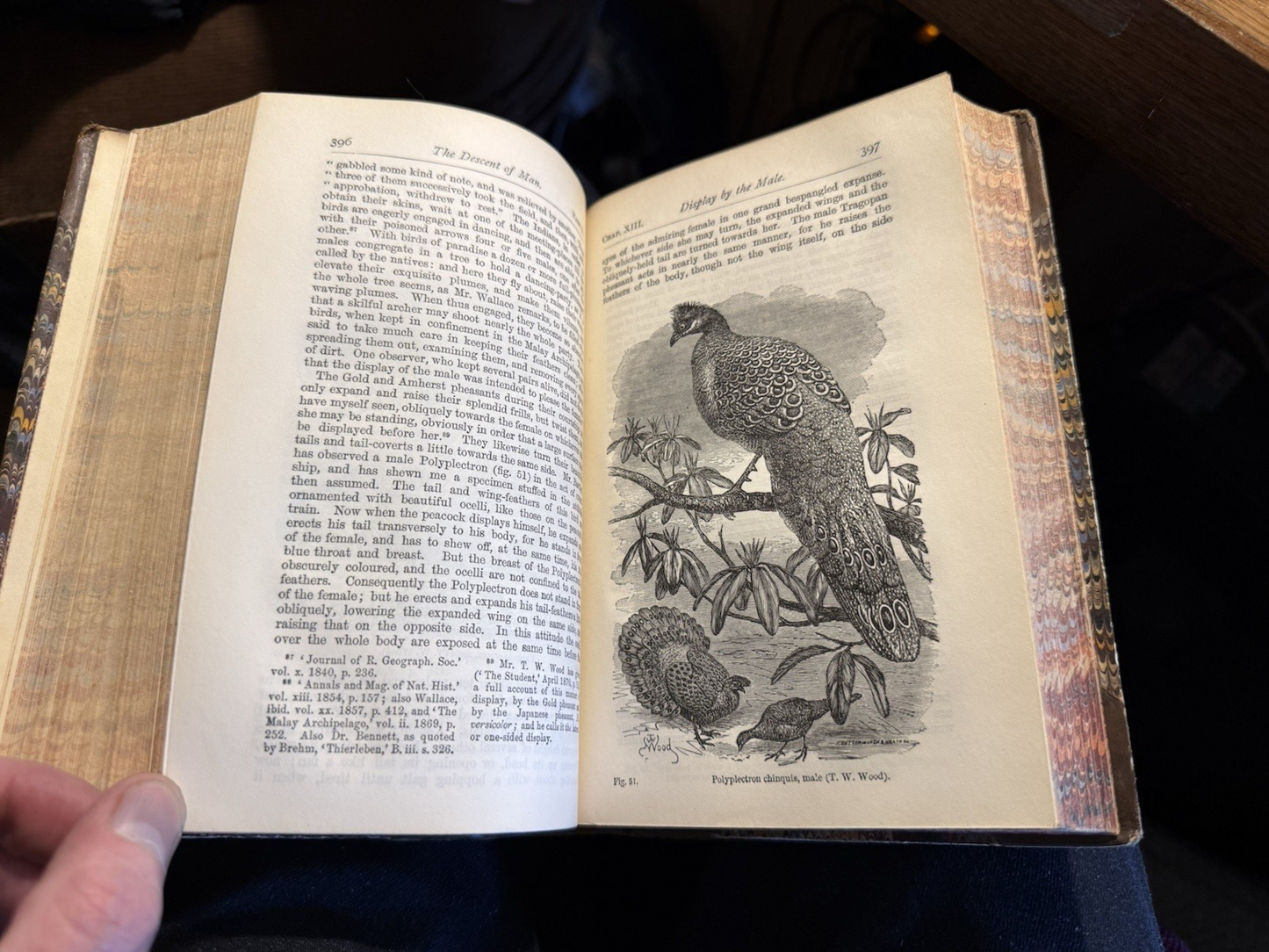 The Descent of Man : Charles Darwin : Leather Binding : Second Edition 1883