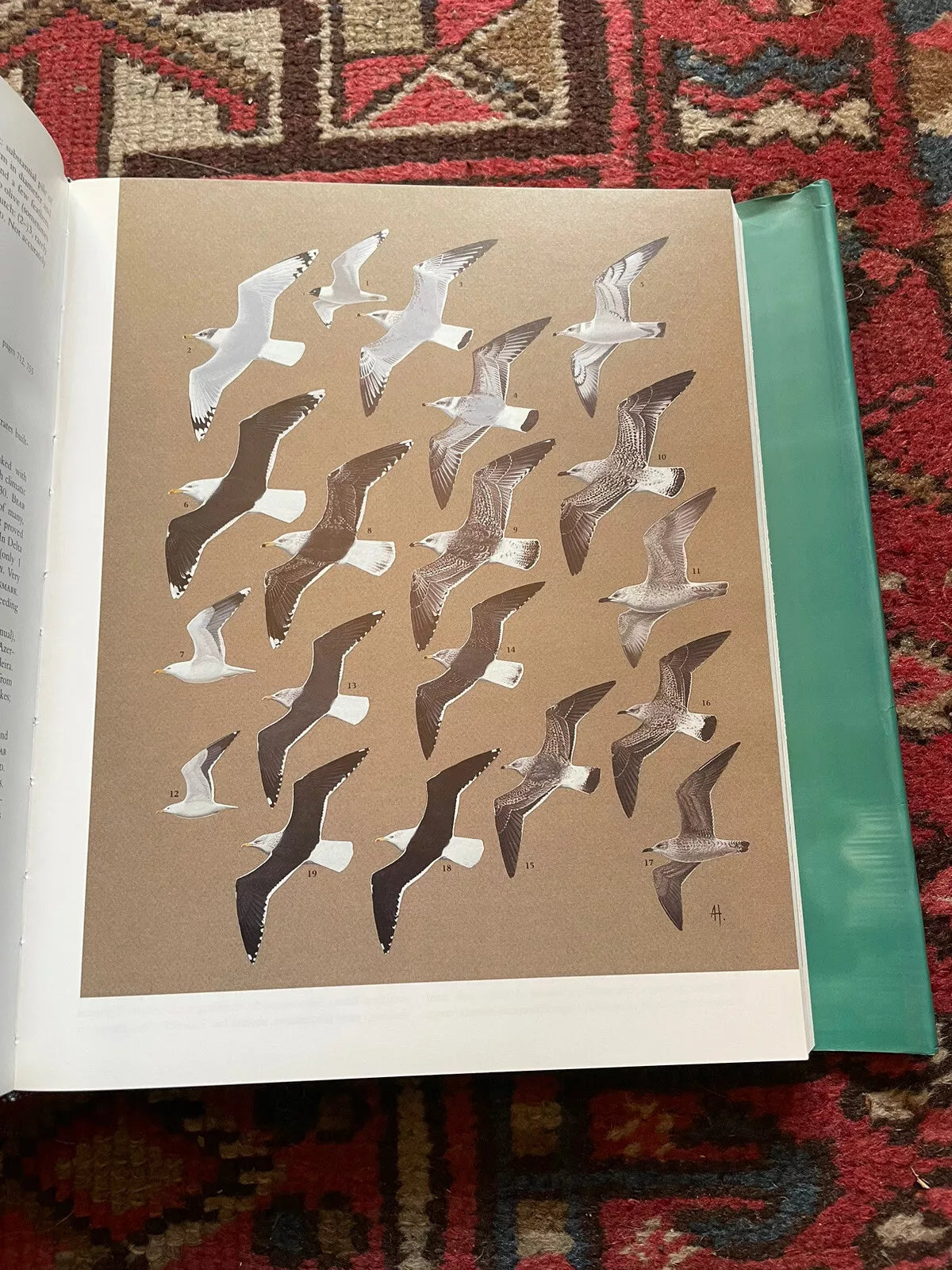 1998 The BIRDS of the WESTERN PALEARCTIC Concise Edition (2 Vols)