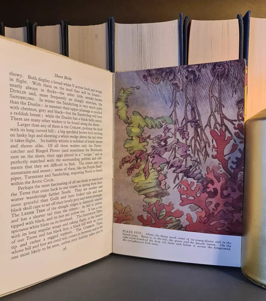 Life on the Sea Shore, E.A.R. Ennion: Hardback: 1st Edition