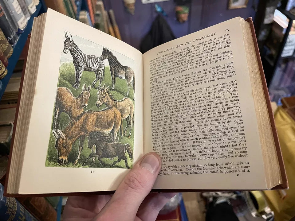 c1889 Buffon's Natural History Modernized : 32 Colour Plates : A Very Good Copy