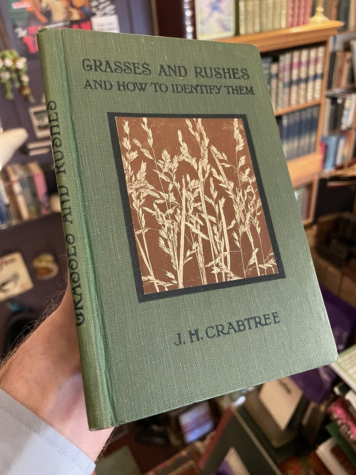 Grasses & Rushes + British Ferns : How to Identify Them : J H Crabtree : Plants