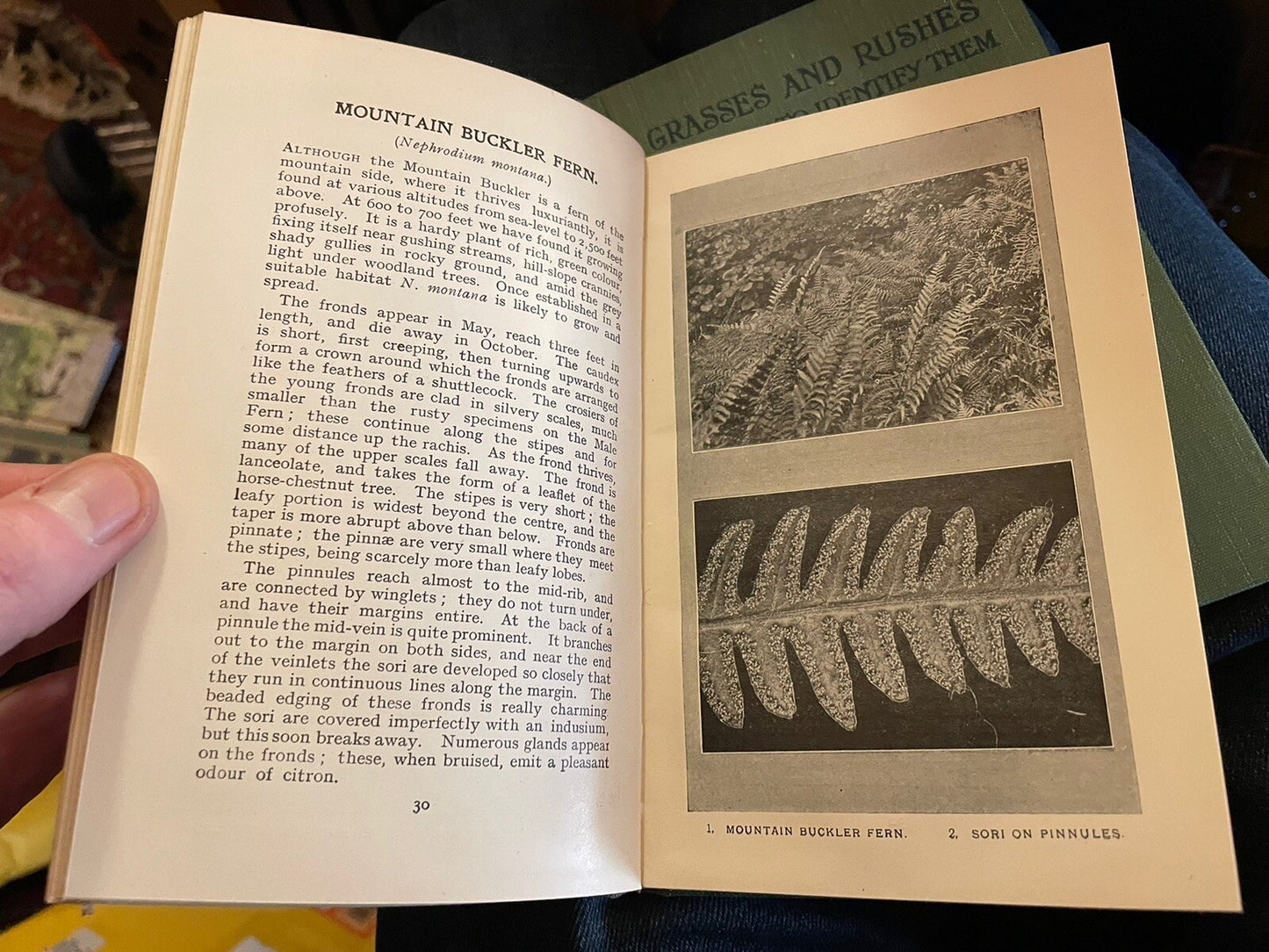 Grasses & Rushes + British Ferns : How to Identify Them : J H Crabtree : Plants
