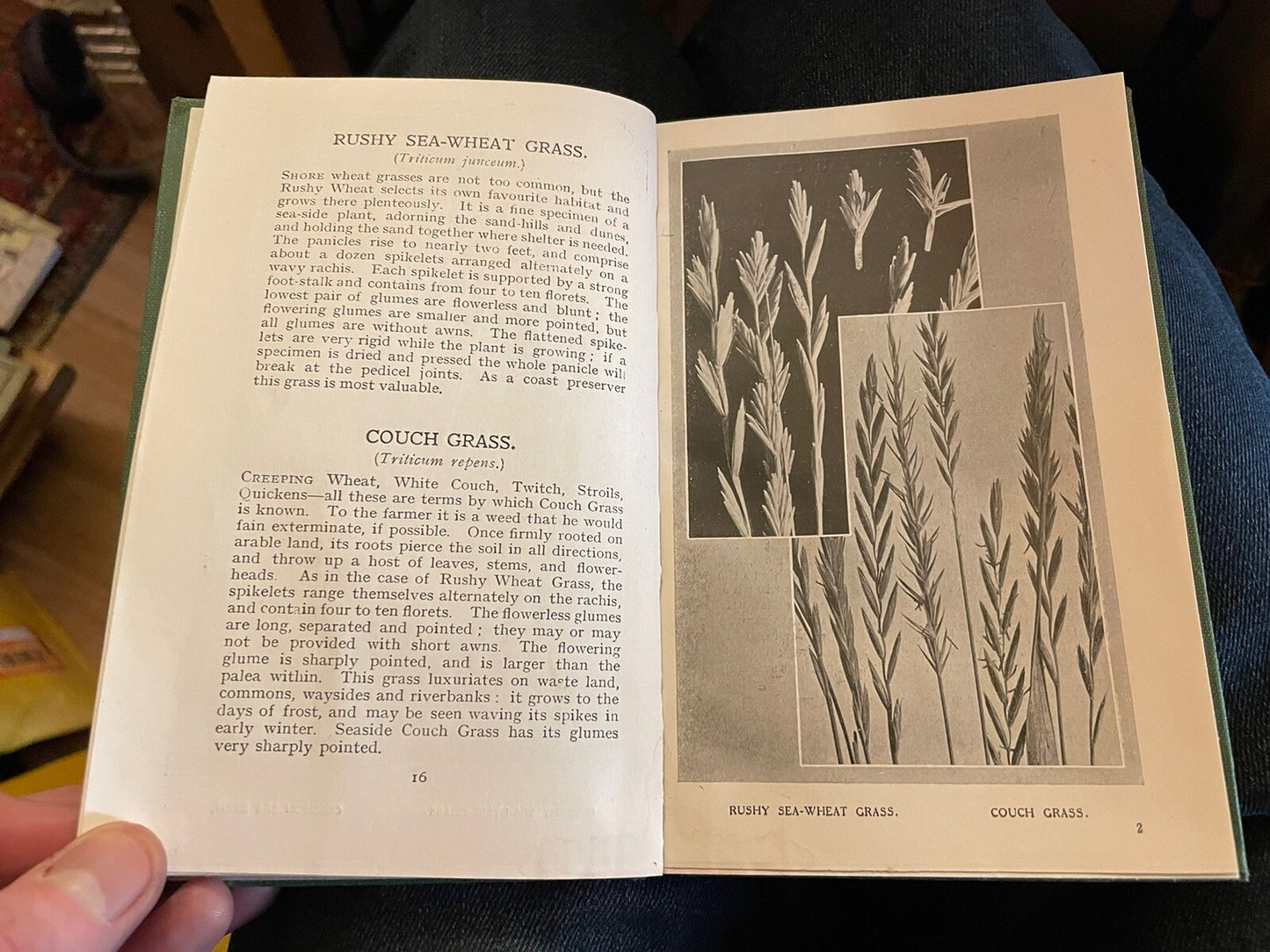 Grasses & Rushes + British Ferns : How to Identify Them : J H Crabtree : Plants