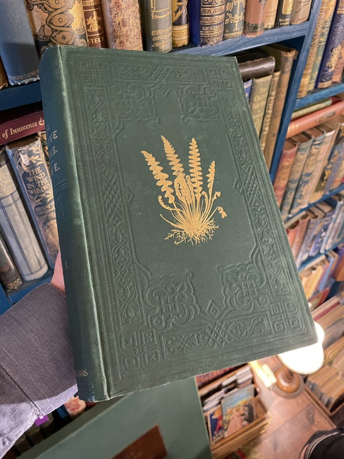 1874 Our Native Ferns (2 Volumes) Lowe : 79 Coloured Woodcuts : Botany