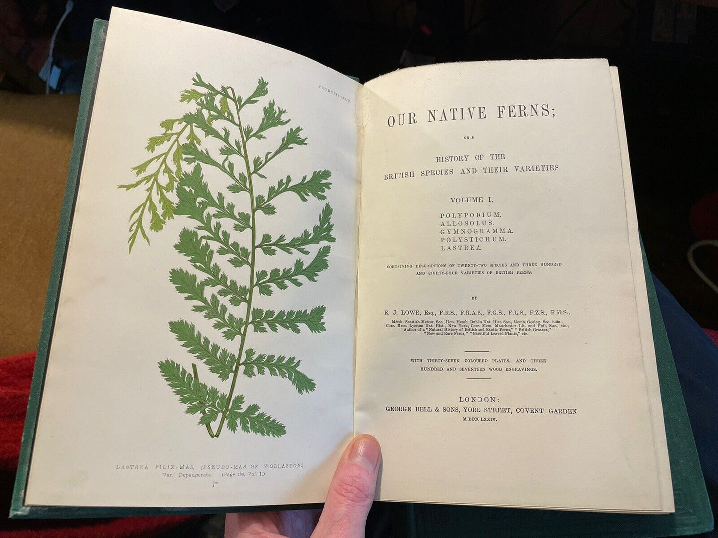 1874 Our Native Ferns (2 Volumes) Lowe : 79 Coloured Woodcuts : Botany