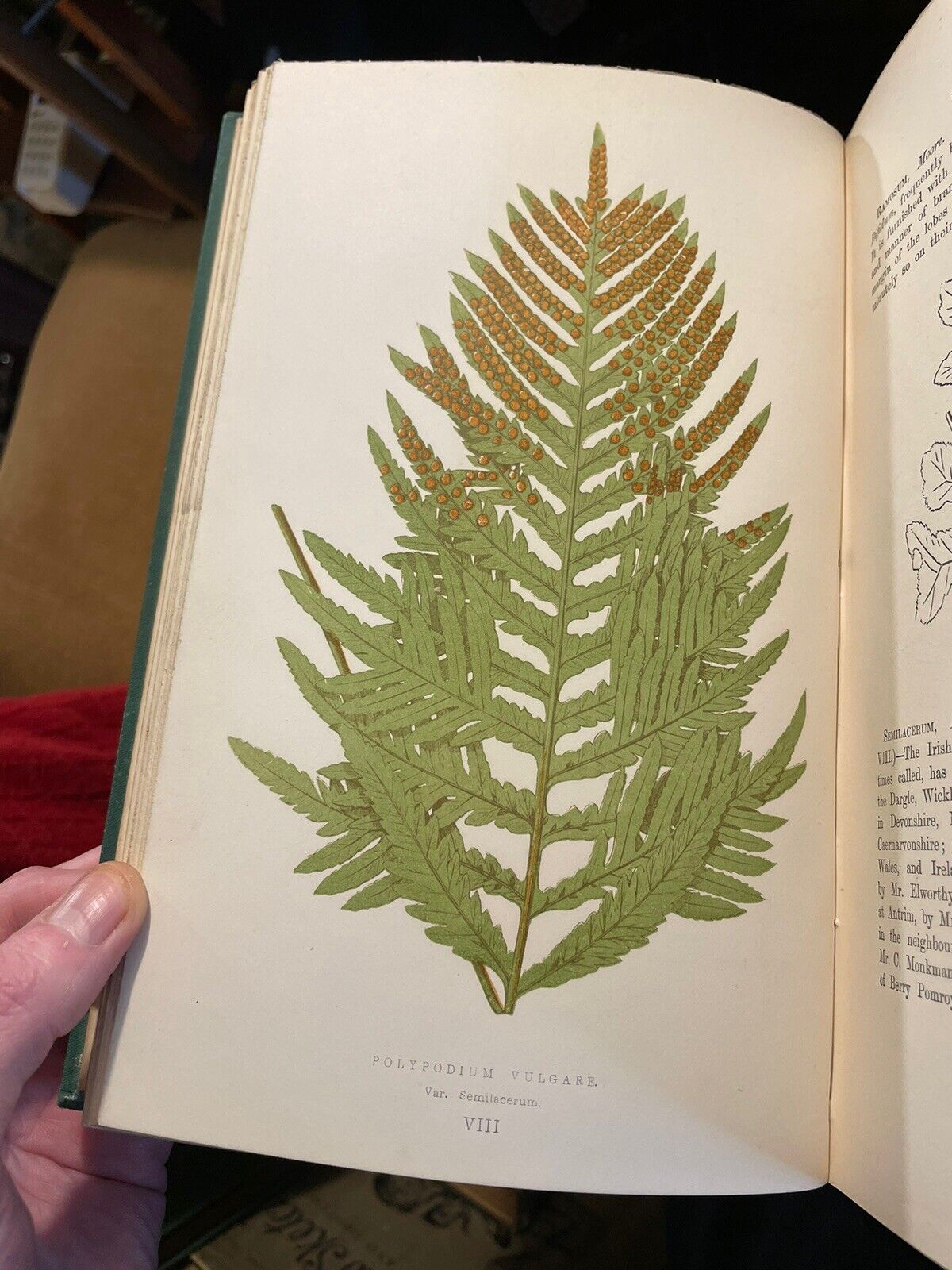 1874 Our Native Ferns (2 Volumes) Lowe : 79 Coloured Woodcuts : Botany