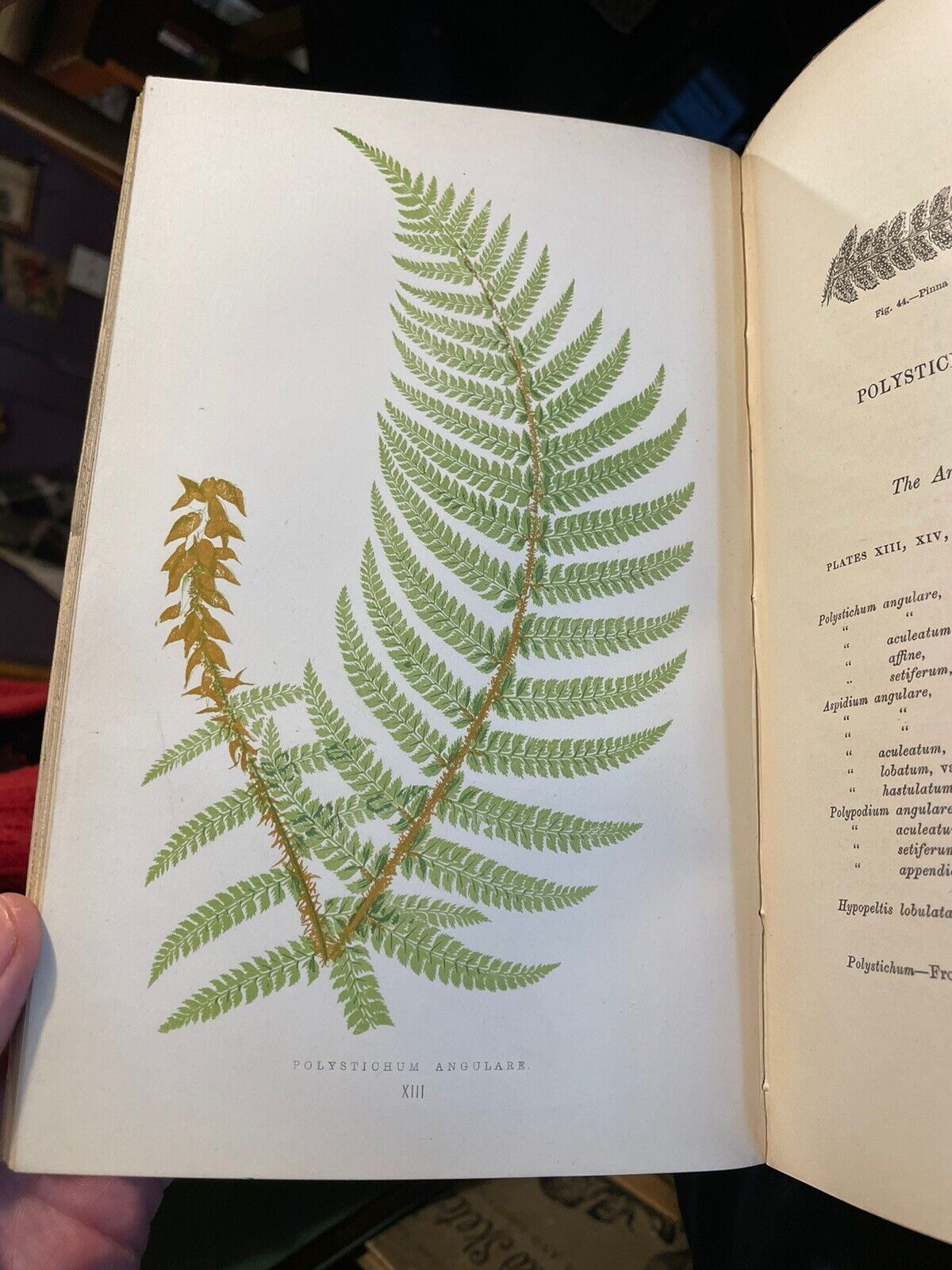 1874 Our Native Ferns (2 Volumes) Lowe : 79 Coloured Woodcuts : Botany