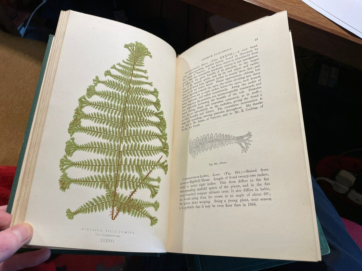 1874 Our Native Ferns (2 Volumes) Lowe : 79 Coloured Woodcuts : Botany