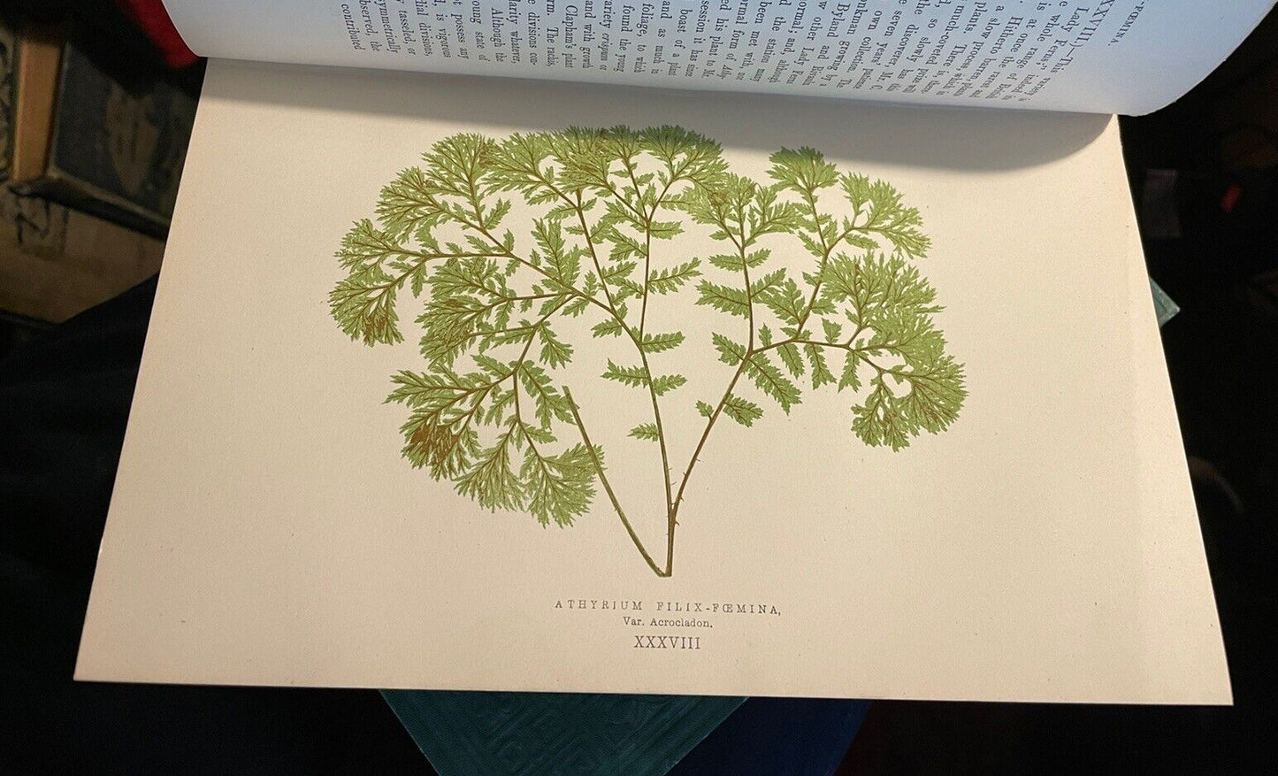 1874 Our Native Ferns (2 Volumes) Lowe : 79 Coloured Woodcuts : Botany