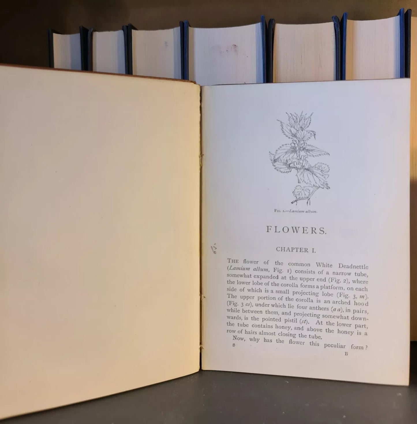 Fruits, Flowers & Leaves, John Lubbock: Nature Series: Hardback: Botany: 1886
