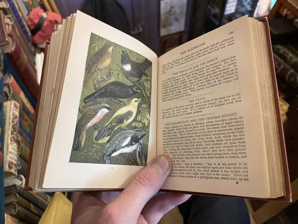 c1889 Buffon's Natural History Modernized : 32 Colour Plates : A Very Good Copy