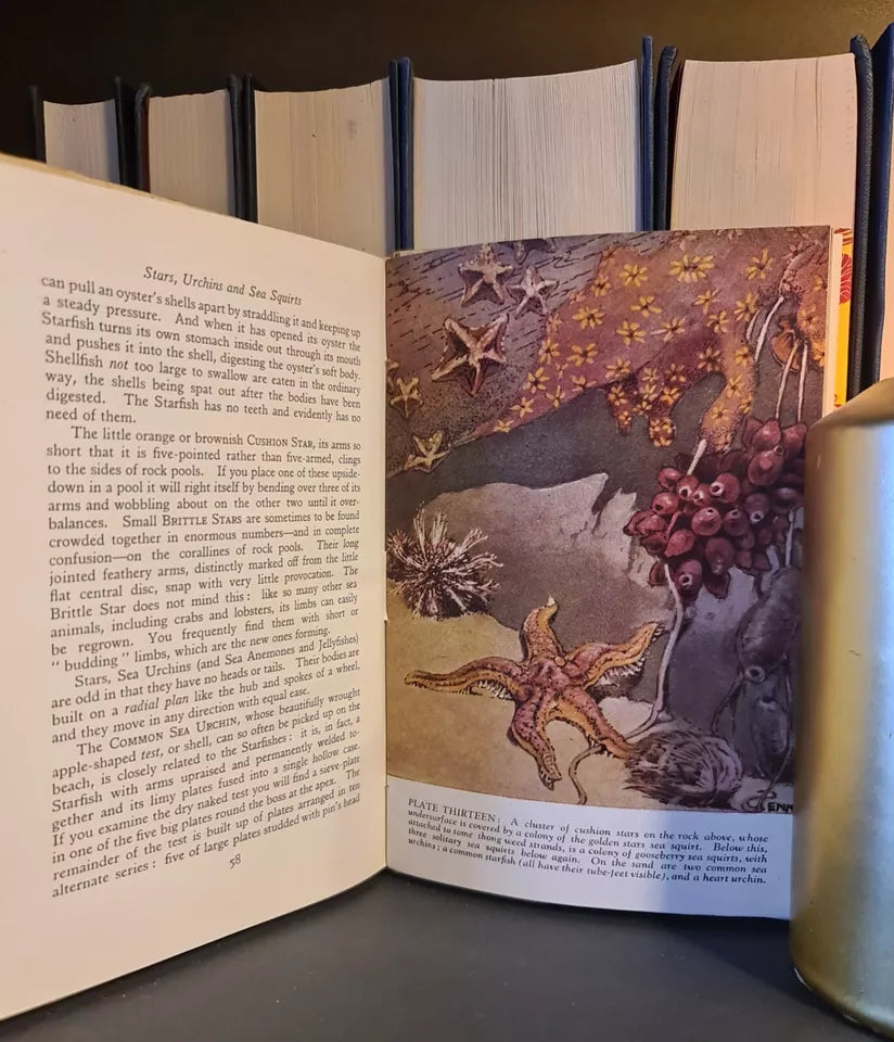 Life on the Sea Shore, E.A.R. Ennion: Hardback: 1st Edition