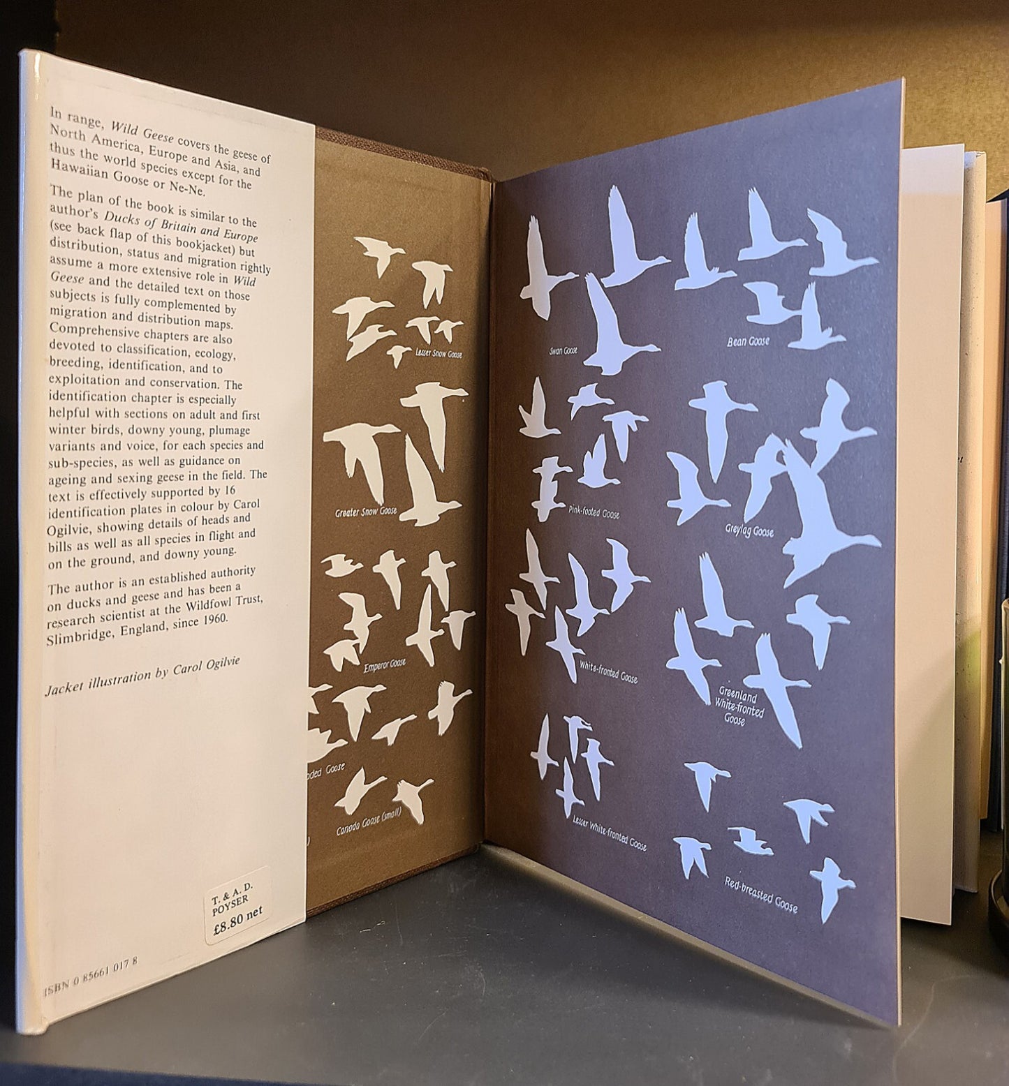 Wild Geese, M. Ogilvie: Hardback: 1st Edition: Migration: Wildfowl: Ornithology