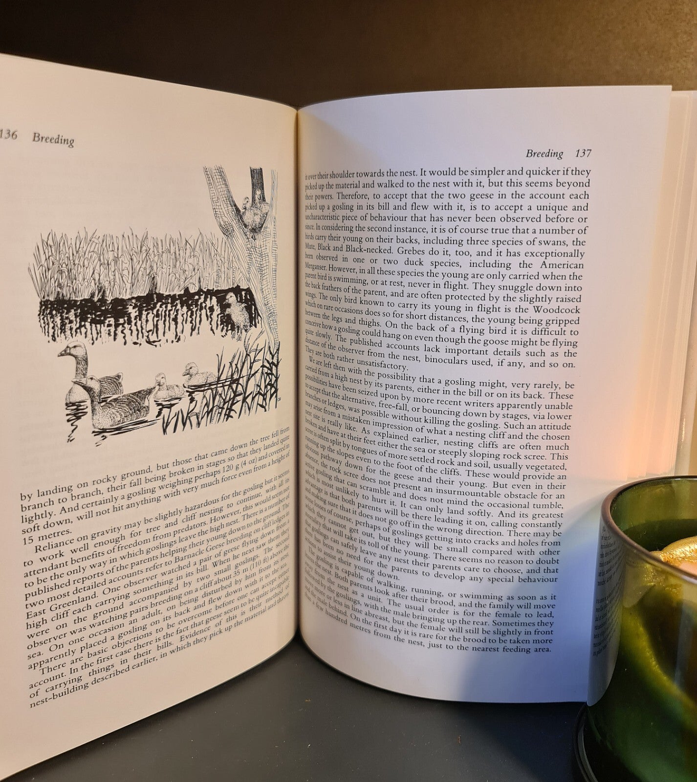 Wild Geese, M. Ogilvie: Hardback: 1st Edition: Migration: Wildfowl: Ornithology