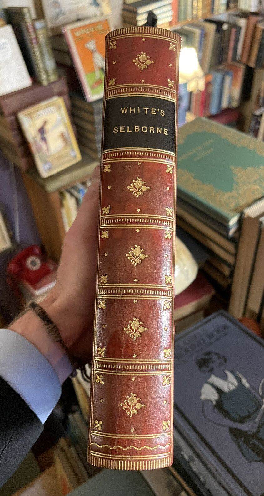 1905 Gilbert White : Natural History & Antiquities of Selborne : Smart Leather