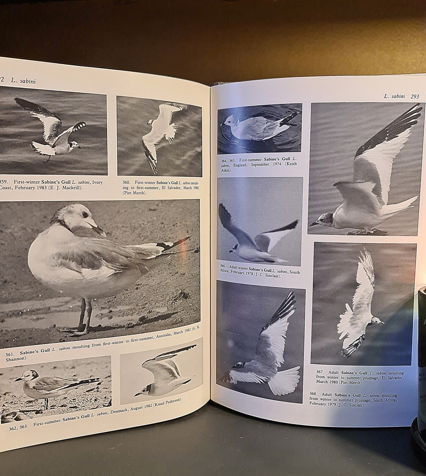 Gulls: A Guide to Identification, P.J. Grant: Signed: Hardback: Second Edition