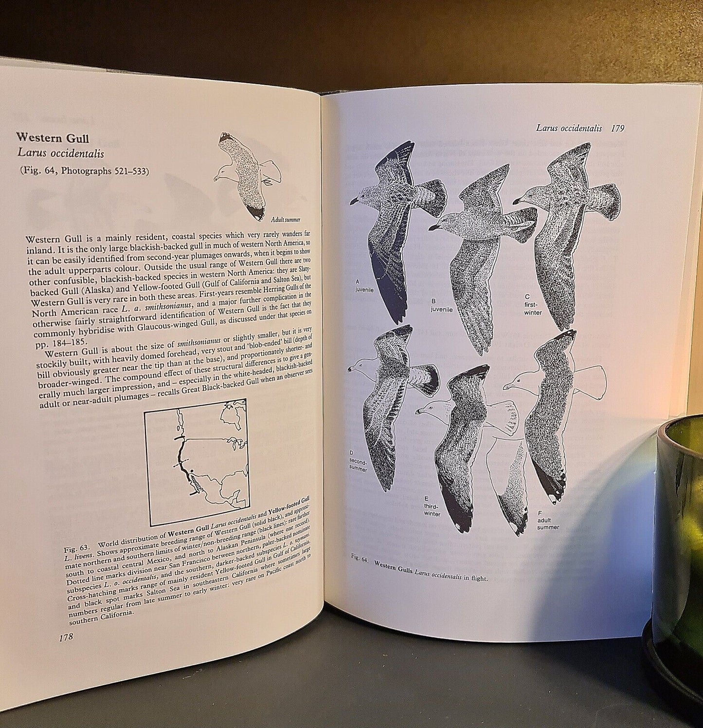 Gulls: A Guide to Identification, P.J. Grant: Signed: Hardback: Second Edition
