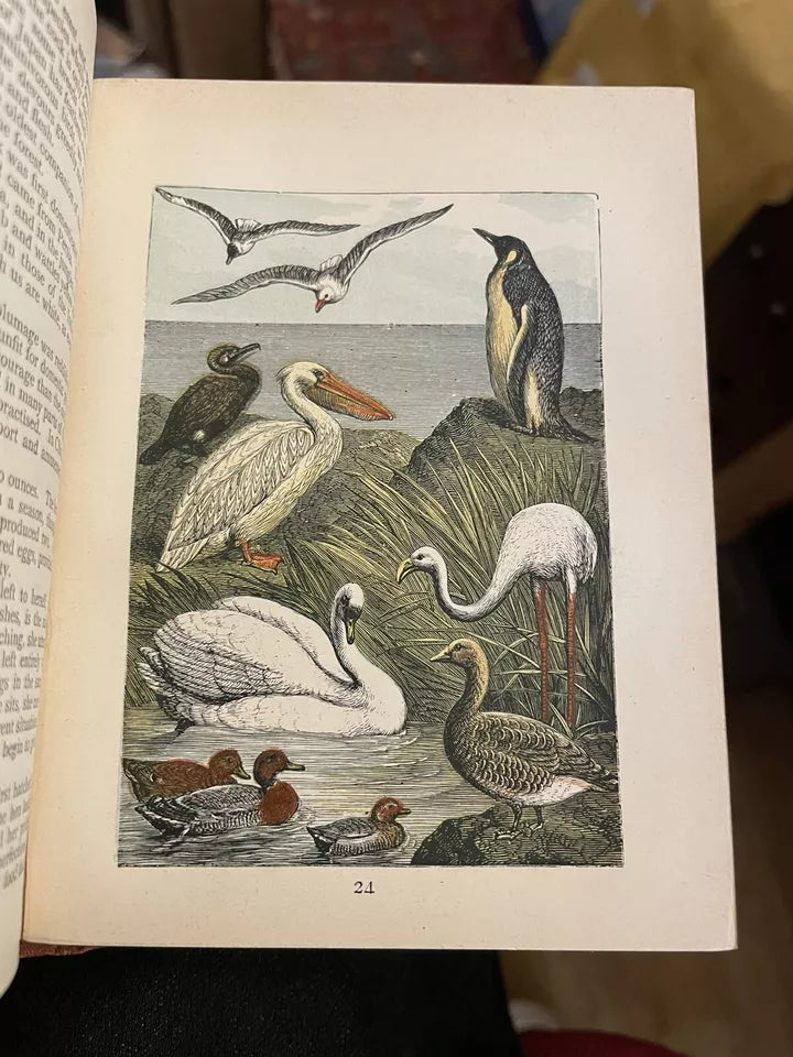 c1889 Buffon's Natural History Modernized : 32 Colour Plates : A Very Good Copy