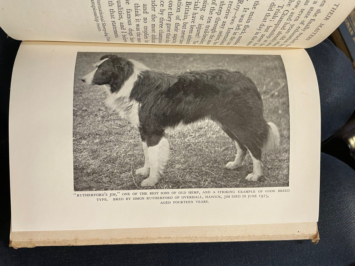 Sheep Dogs : McCulloch : Border Collies : Genealogical Breeding Chart 1946