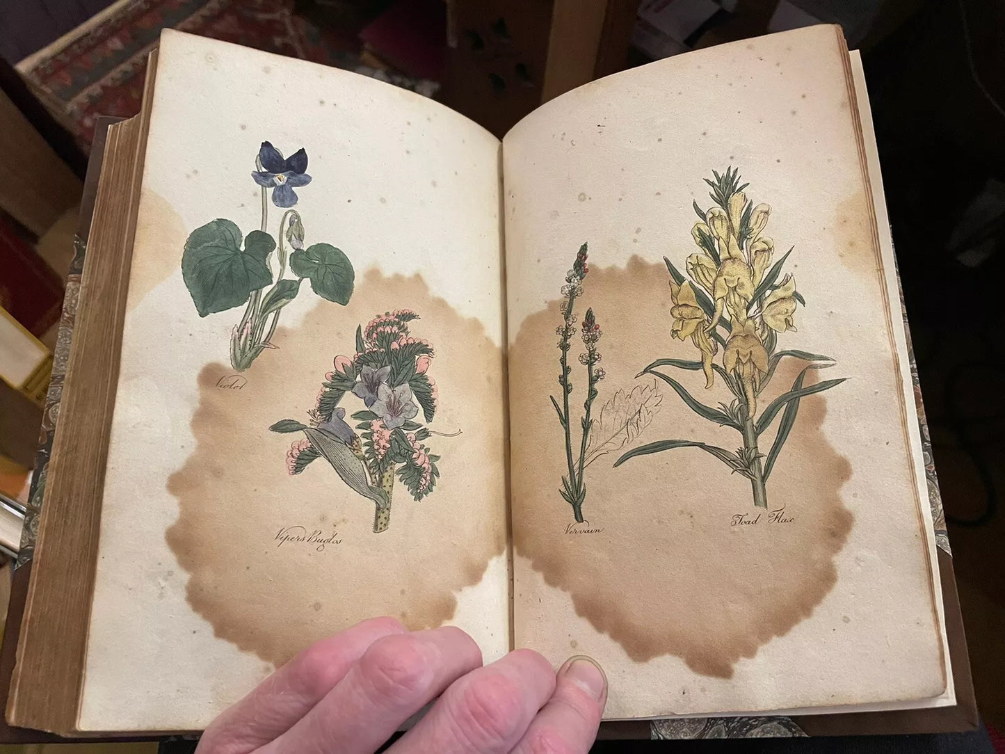 The Family Herbal : John Hill : Fine Binding : 1st ed : 54 colour plates : 1810