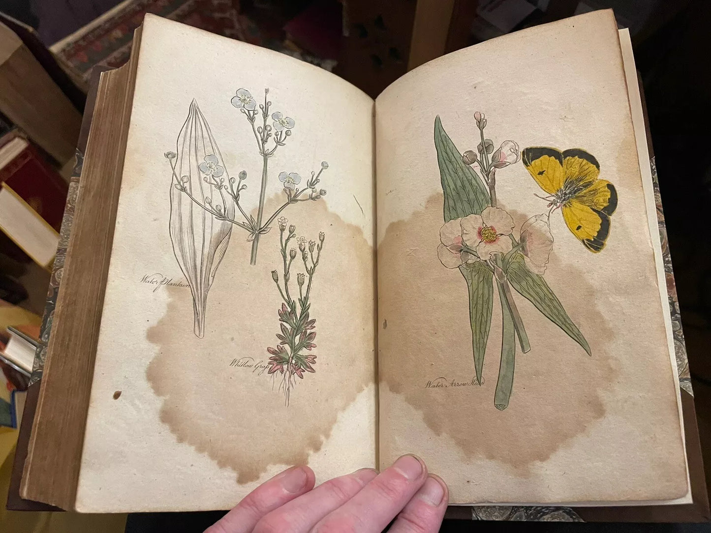 The Family Herbal : John Hill : Fine Binding : 1st ed : 54 colour plates : 1810