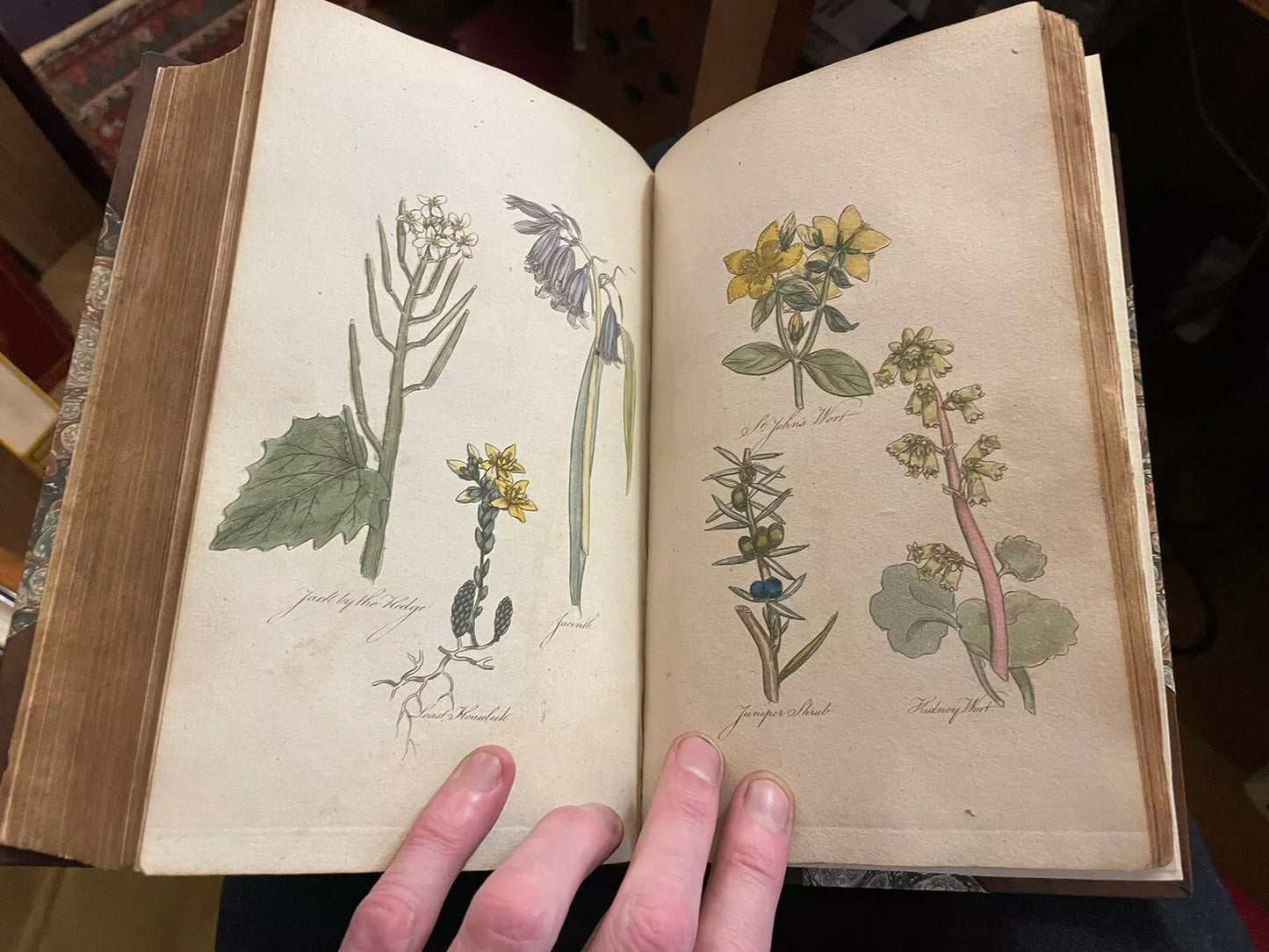 The Family Herbal : John Hill : Fine Binding : 1st ed : 54 colour plates : 1810