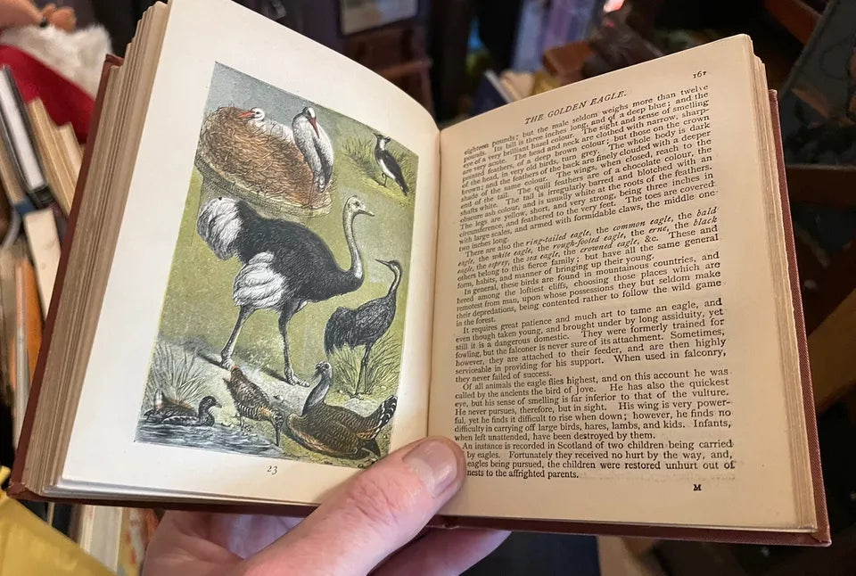 c1889 Buffon's Natural History Modernized : 32 Colour Plates : A Very Good Copy