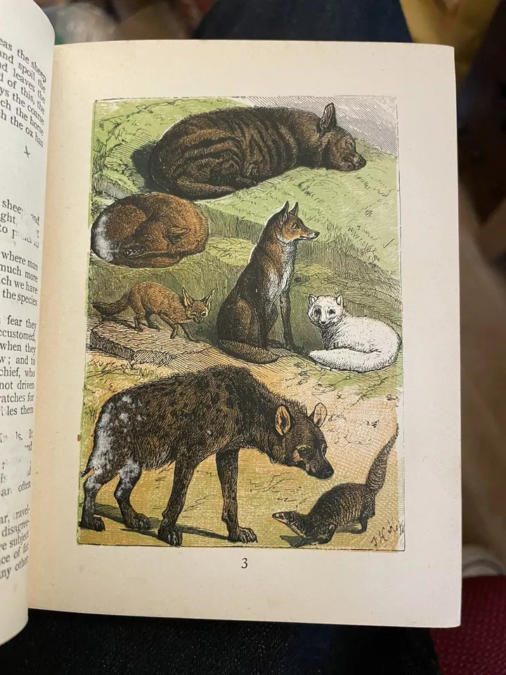 c1889 Buffon's Natural History Modernized : 32 Colour Plates : A Very Good Copy