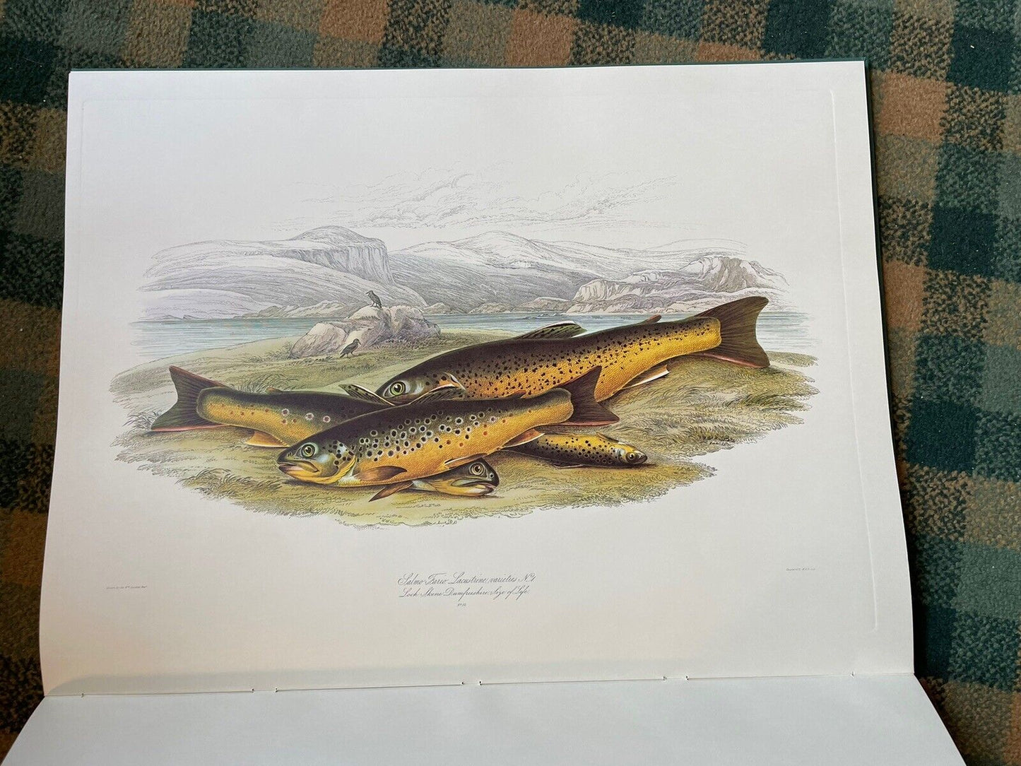 Sir W. Jardine : British Salmonidae : Ltd Edition 1979 : Huge Book : Salmon