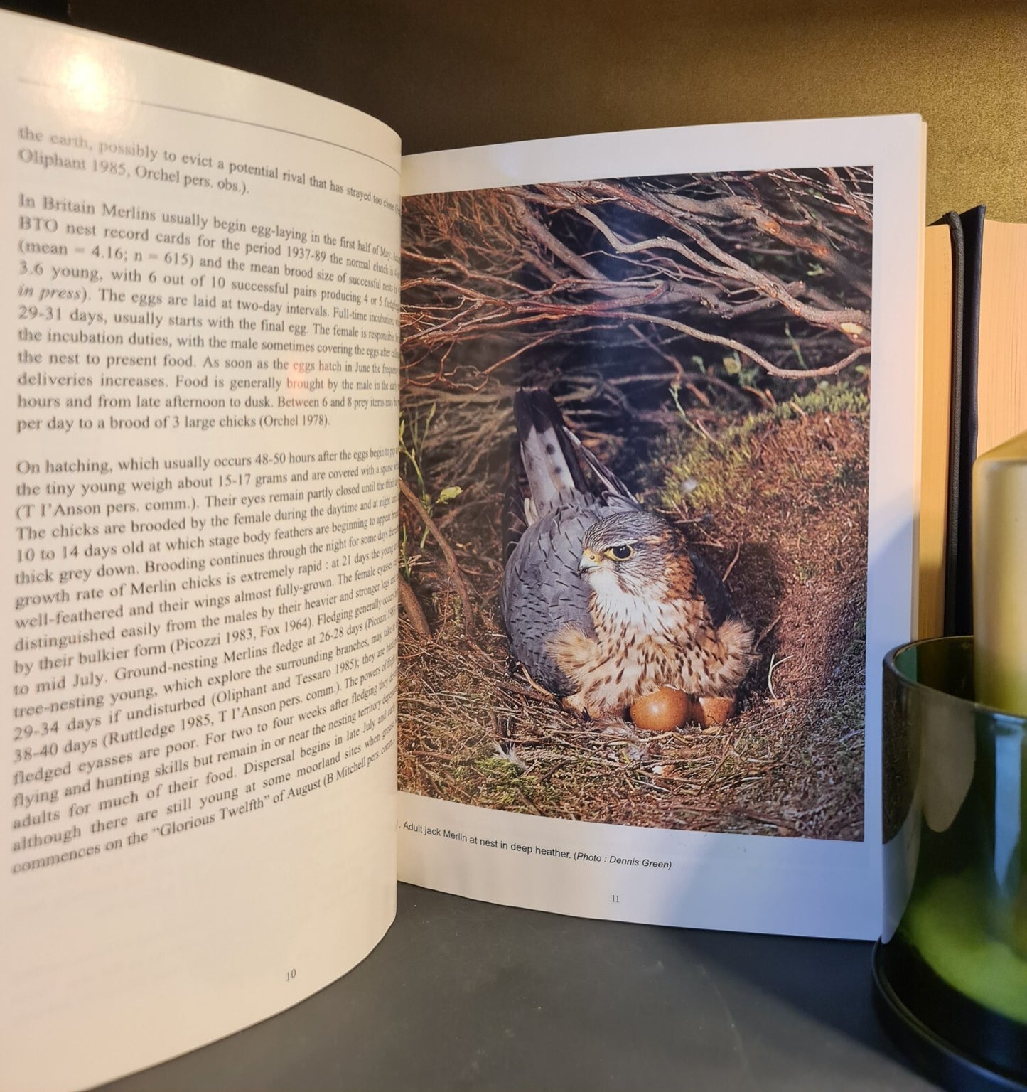 Forest Merlins in Scotland, J. Orchel: 1st Ed: Scottish Wildlife: Ornithology