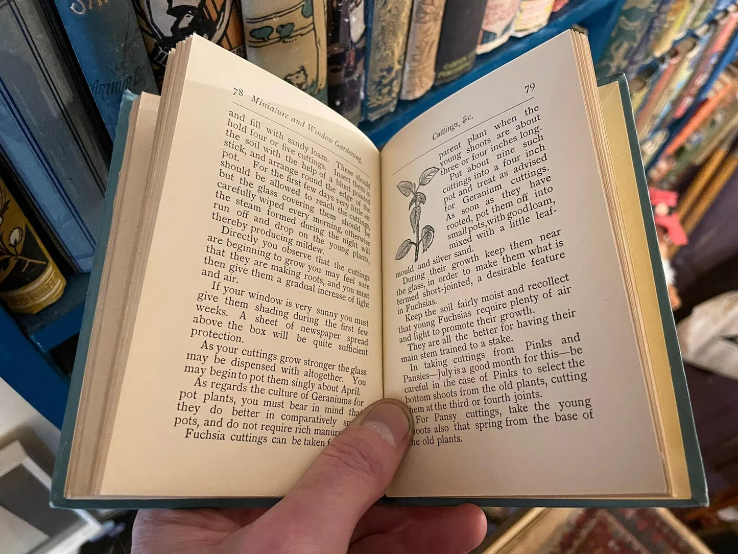 1900 On Miniature and Window Gardening : Allen & Godfrey : Antique Book