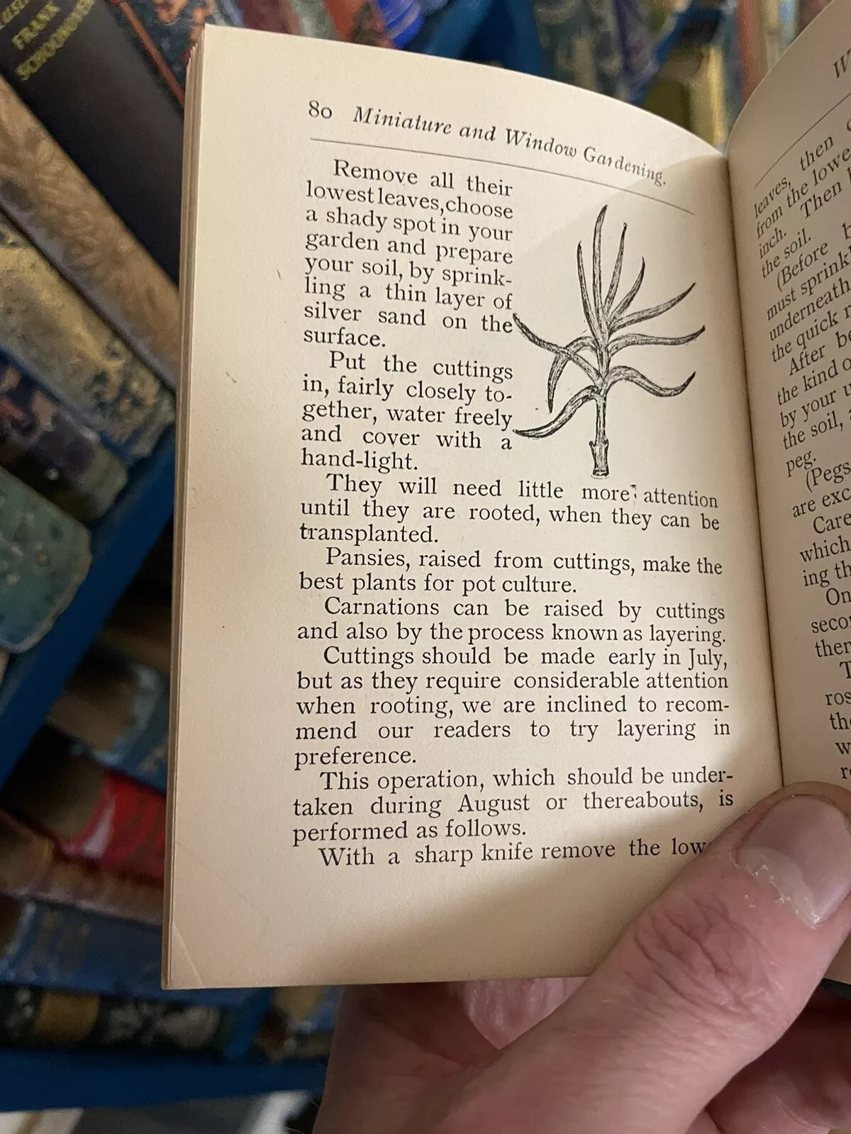 1900 On Miniature and Window Gardening : Allen & Godfrey : Antique Book