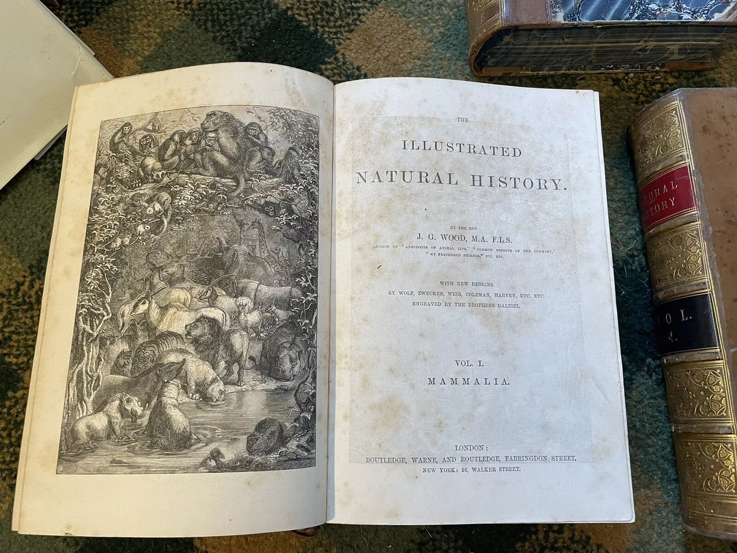J G Wood : The Illustrated Natural History (5 Volumes) Australia : Leather Set