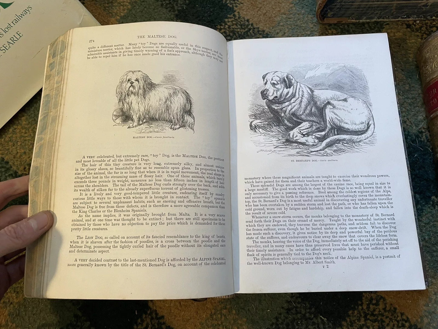 J G Wood : The Illustrated Natural History (5 Volumes) Australia : Leather Set