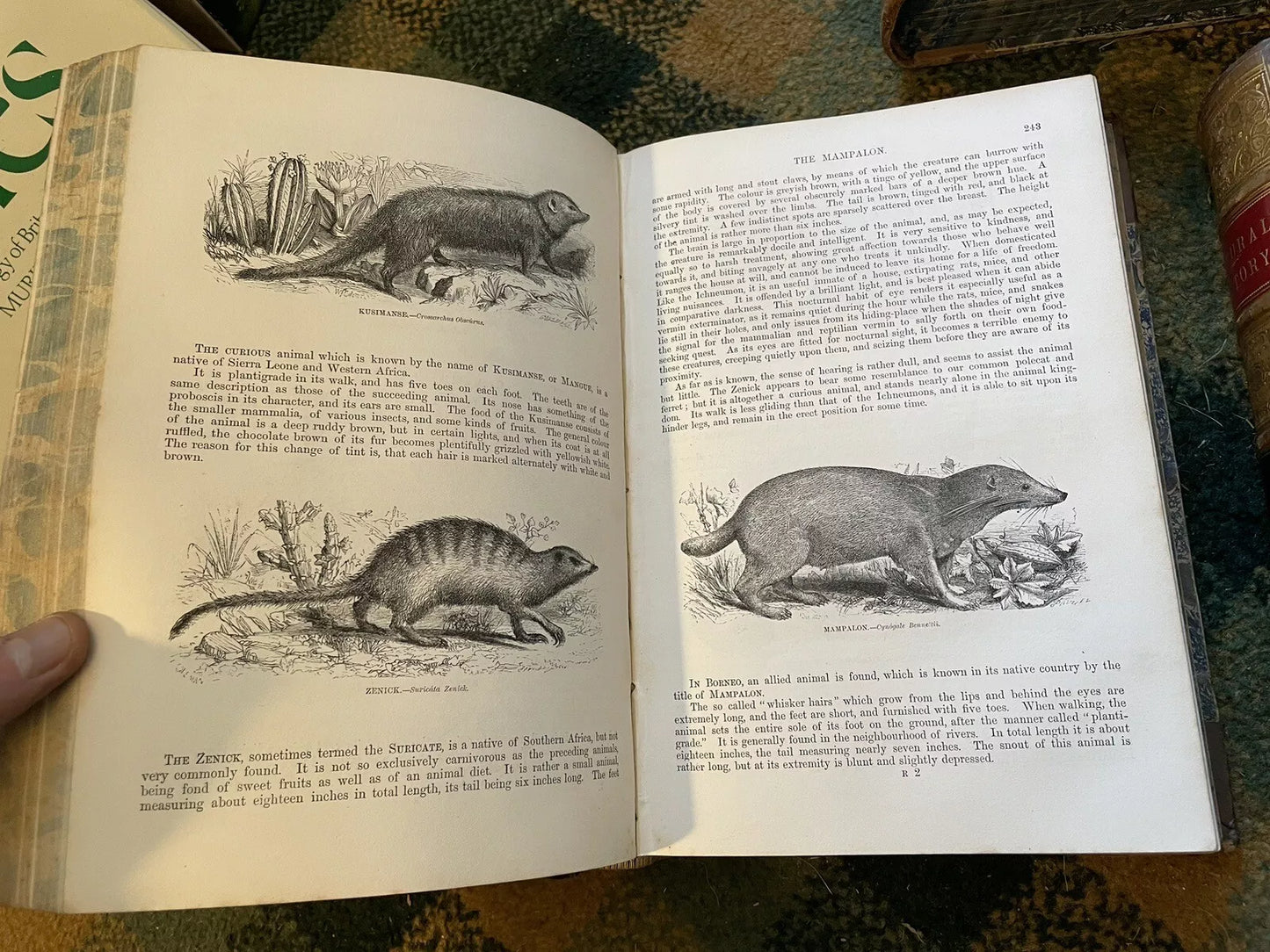 J G Wood : The Illustrated Natural History (5 Volumes) Australia : Leather Set