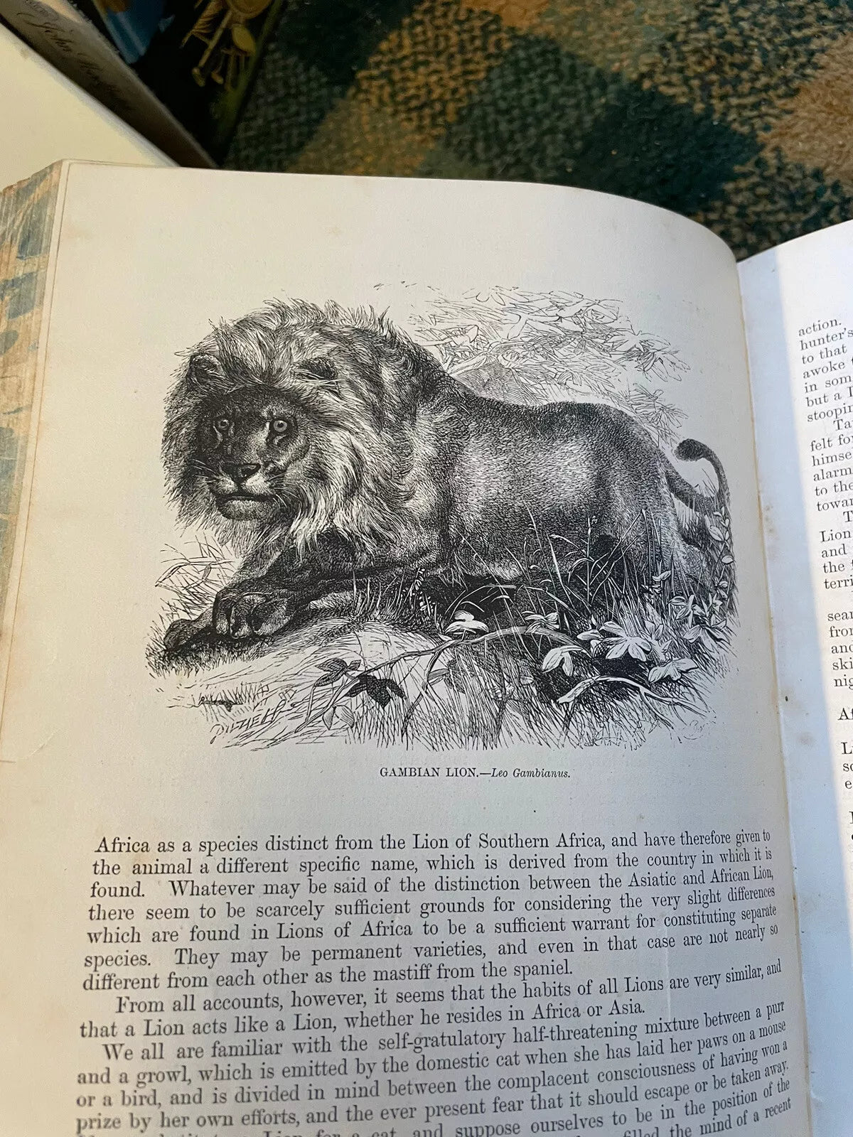J G Wood : The Illustrated Natural History (5 Volumes) Australia : Leather Set